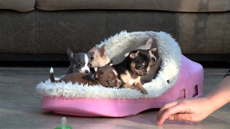 Chihuahua Puppies For Sale Youtube