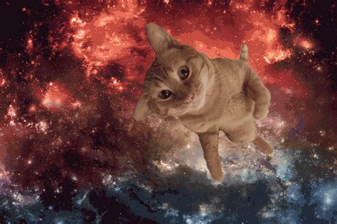 Space Cat Cats In Space Kitten  On Er By Daron