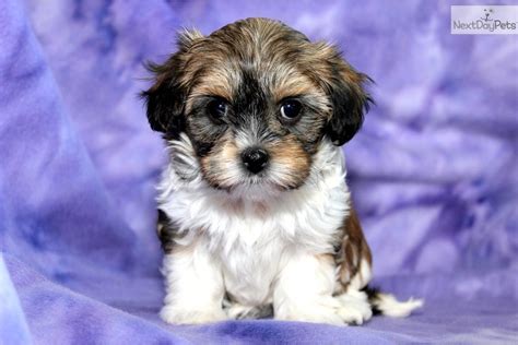 Teacup havanese puppies for sale in pennsylvania, pa no teacup puppies or dogs of this breed for sale or they don't exist. Havanese puppy for sale near Lancaster, Pennsylvania | 40987743-d651