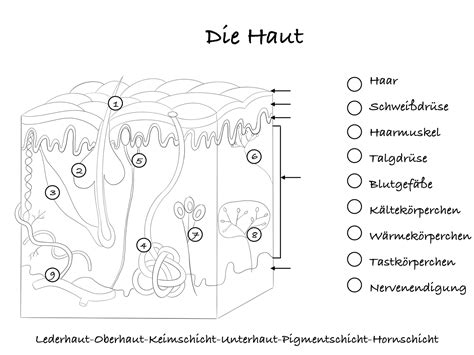 Aufbau Der Haut Ab Unterrichtsmaterial Im Fach Biologie Anatomie