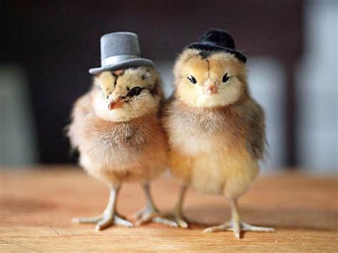 Funny Chickens Wallpapers High Quality Download Free