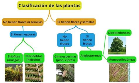 Cuadros Sinópticos Sobre Las Plantas Clasificación Y Tipos Cuadro