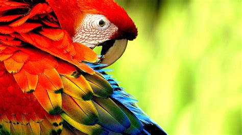 Macaw Wallpapers Wallpaper Cave