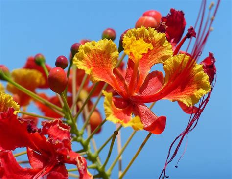 pride of barbados caesalpinia pulcherrima pride of barbados tropical native plants