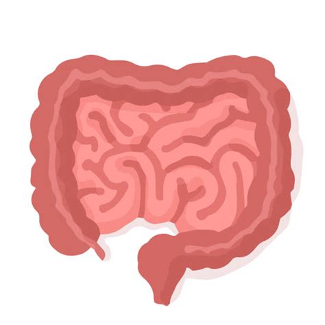 Drawing Of A Human Small Intestine Illustrations Royalty Free Vector