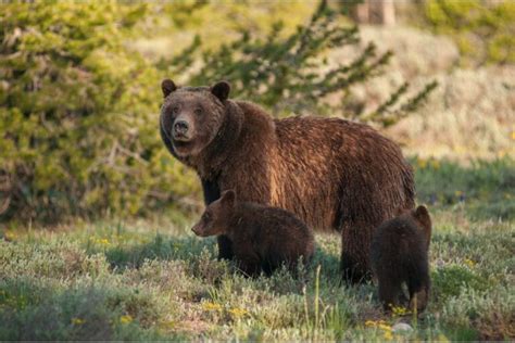 Are There Grizzly Bears In Colorado Unveiling The Facts