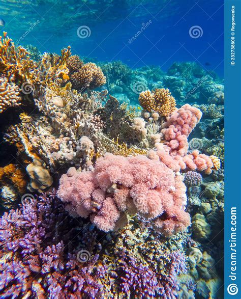 Colorful Corals And Exotic Fishes At The Bottom Of The Red Sea