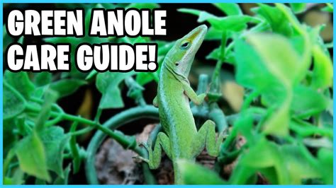 How To Take Care Of Green Anoles Green Anole Care Guide Youtube
