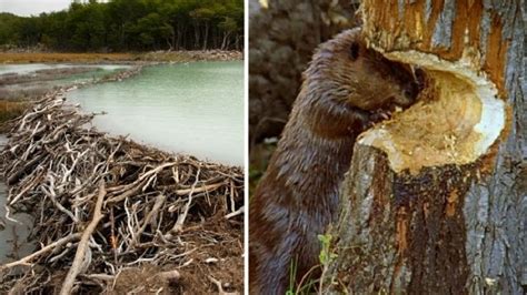 How And Why Do Beavers Build Dams Ecosystem Engineersvideo