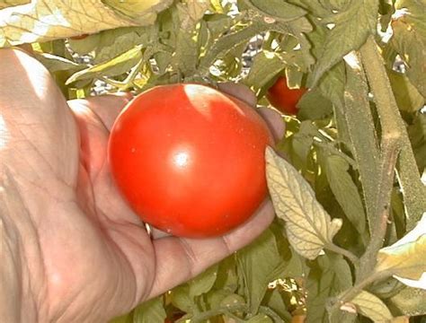 Biovam Grown Early Girl Tomato Plants