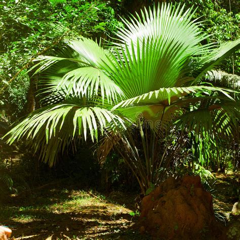 Rainforest Palm Trees And Plants At Jungle Stock Image Image Of