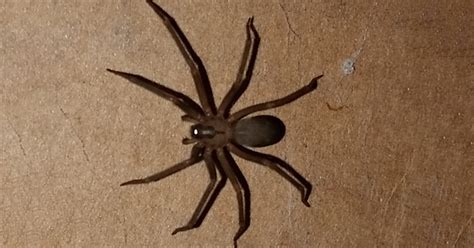 Brown Recluse Sightings Up In Michigan Creature Control