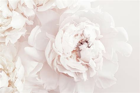 Pastel Peony Flowers In Bloom As Floral Art Background Wedding
