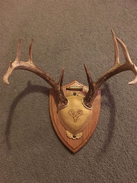 Medium Oak Ultimate Antler Mounting Kit For Deer The Taxidermists