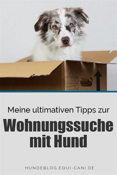 Eine geeignete wohnung zu finden, ist immer wieder eine große herausforderung. Wohnungssuche mit Hund - ein unmögliches Ding | Hunde ...