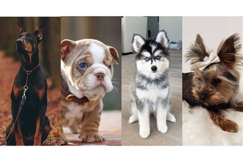 Top 10 Best Looking Dog Breeds In The World Photos
