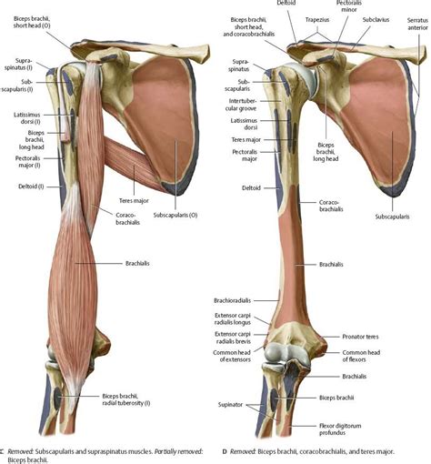Shoulder And Arm Atlas Of Anatomy Human Muscle Anatomy Anatomy