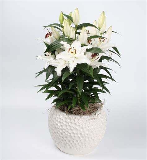 Lilium Lily Looks Sunny Bahamas Oriental Lily From Garden Center