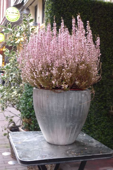 A Beautiful Spring Heather Erica Plant Outside A Flower Shop In