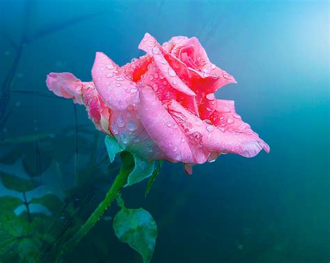 Wallpaper One Pink Rose Flower Water Drops 1920x1200 Hd Picture Image