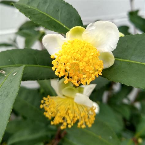 Camellia Sinensis Tea Bush In Gardentags Plant Encyclopedia