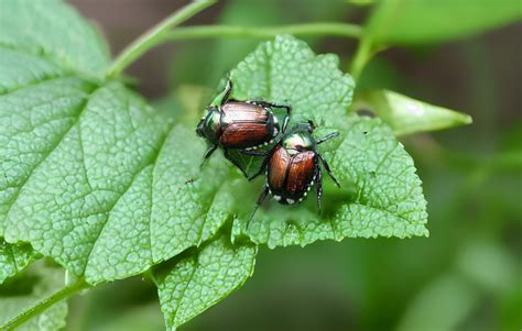 10 Proven Methods How To Get Rid Of Japanese Beetles Easily And