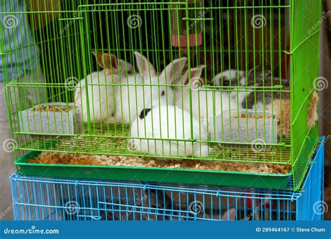 Cute Rabbits For Sale In Pet Store Stock Image Image Of Bunny Alive