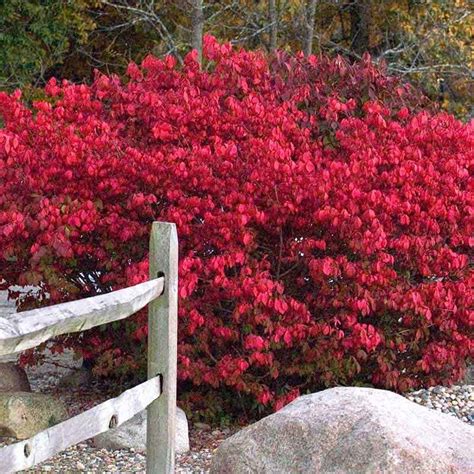 Fast Growing Shrub For Privacy Tolerates Heat Humidity And Drought