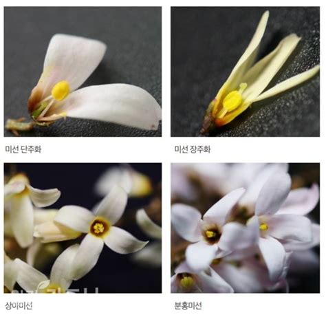 자생식물 순백의 아름다움 미선나무 Abeliophyllum Distichum Nakai