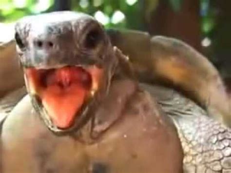 Turtle Moaning While Having Sex Youtube