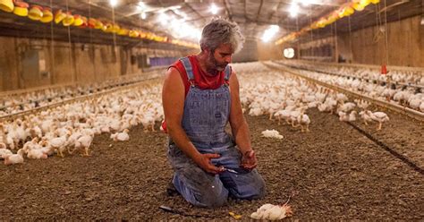 Watch Perdue Chicken Farmer Comes Clean About Animal Cruelty Mercy