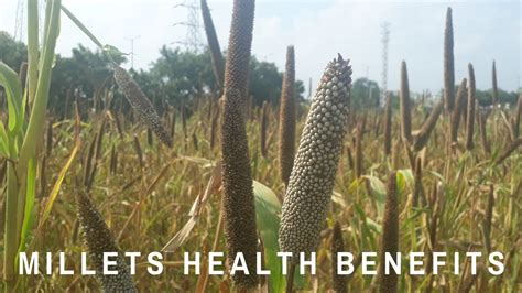Amazing 9 Millets Health Benefits