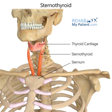 Sternothyroid Rehab My Patient