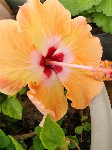 Hybrid Hibiscus Flower Flowers Hibiscus Flowers Terrace Garden