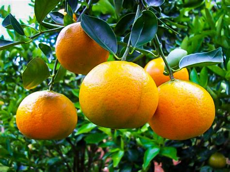 Sunburst Tangerine Trees For Sale Online | The Tree Center™