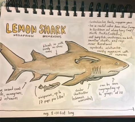 A Drawing Of A Lemon Shark With Instructions