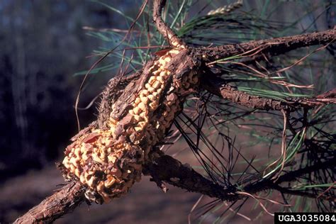 Fusiform Rust Cronartium Quercuum Fsp Fusiforme On Pine Pinus Spp
