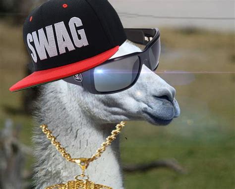 Llamas On Pinterest Swag Alpacas And Animation Round Sunglass Men
