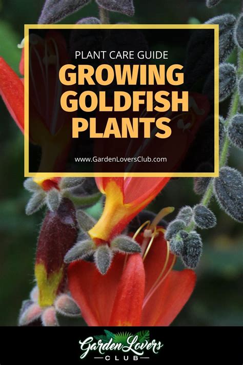Give or take a few degrees. Goldfish Plant Guide: How to Grow and Care for Goldfish ...