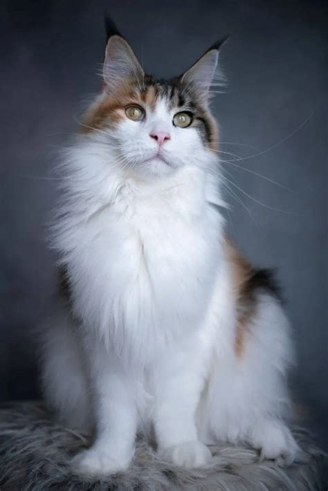 Maine Coon Calico Mix