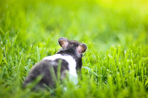 Syrian Hamster Photograph By Asta Viggosdottir Pixels