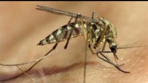 5 Mosquito Myths Cnn