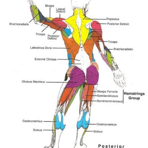 Basic Human Muscles Diagram Muscle Diagram Anatomy System Human