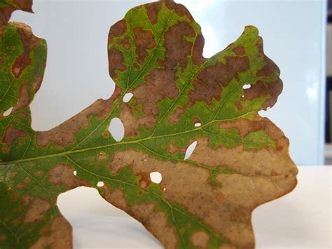 Oak Leaf Disease Or Insect Plantdoc