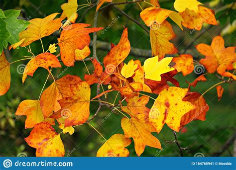 Tulip Tree In Autumn Yellow Orange Bright Leaves Stock Image Image