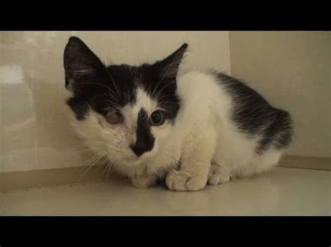 Kittens are usually weaned by eight weeks and should be eating kitten diet, which needs to be energy dense, rich in protein and highly digestible. 10-Week-Old Kitten With A Ruptured Eye Gets The Care He ...
