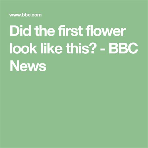 Did The First Flower Look Like This Did The One Bbc News