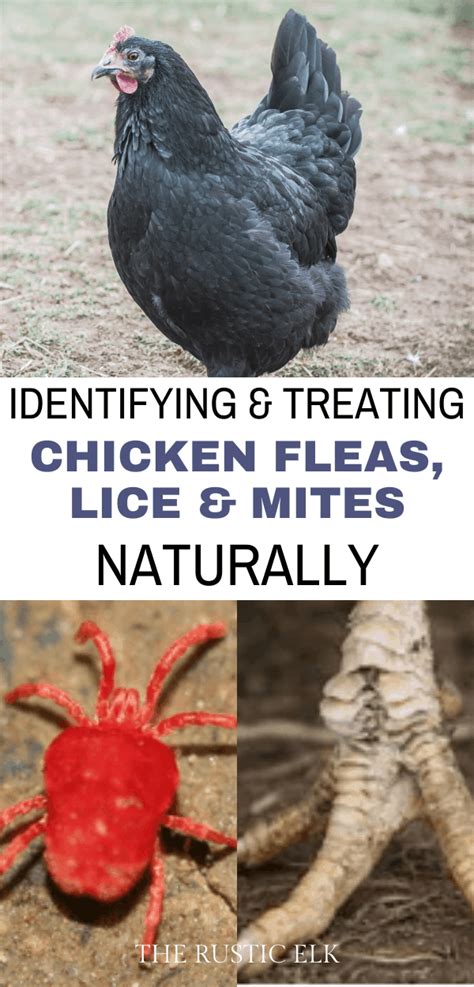 Treating Chicken Fleas Lice And Mites Naturally • The Rustic Elk