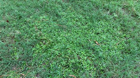 Purple Weeds In Grass Outlets Shop Save 56 Jlcatjgobmx