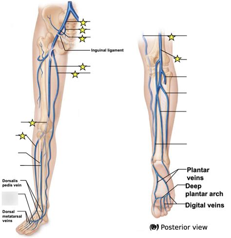 Veins Of Lower Limb Diagram Quizlet